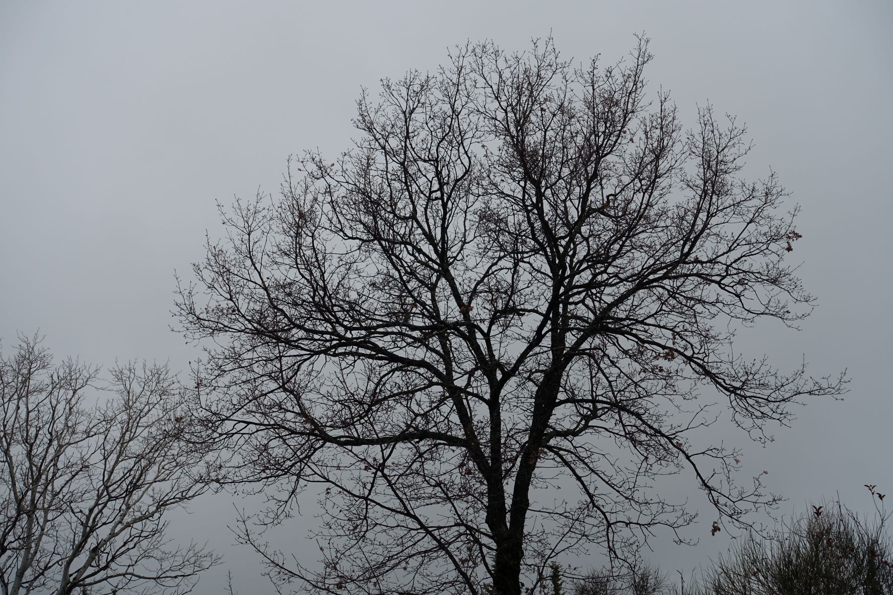 arbre dénudé dans l'hiver