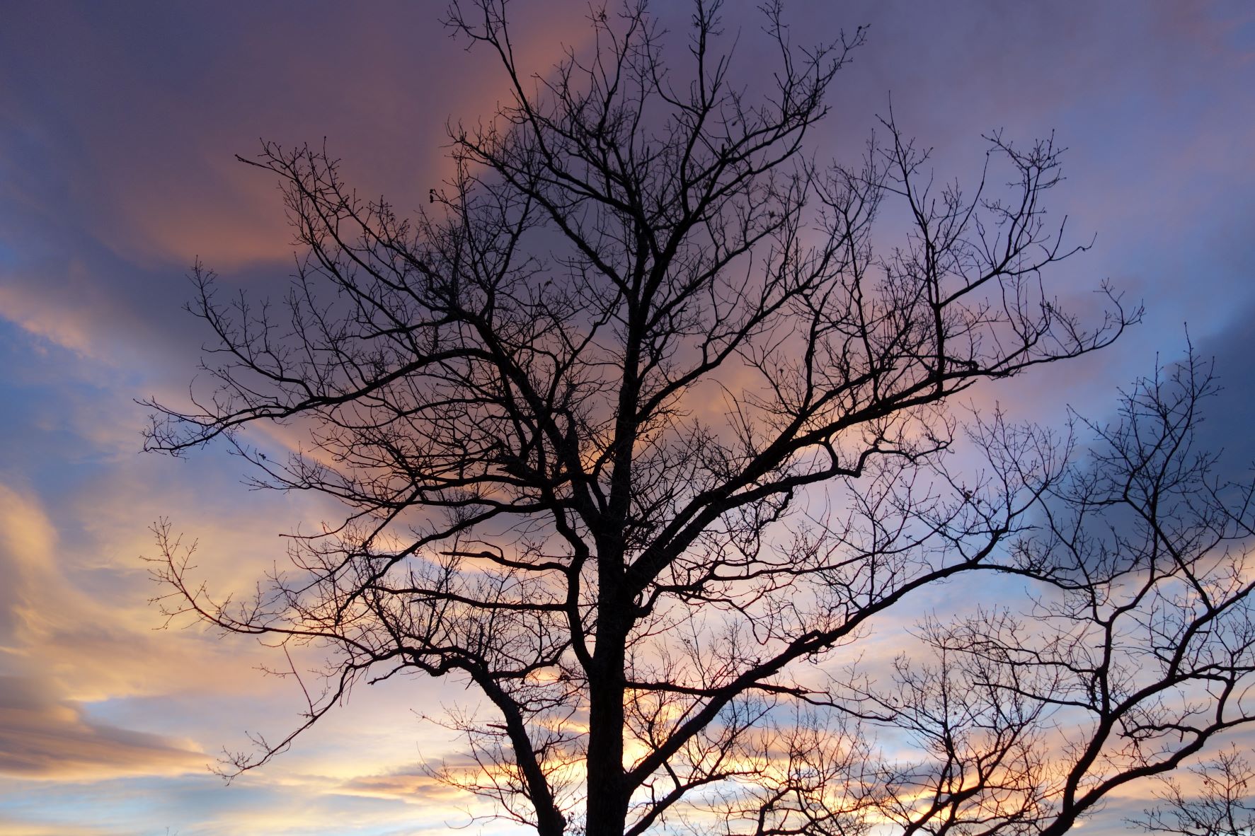 arbre dénudé au nuage coloré
