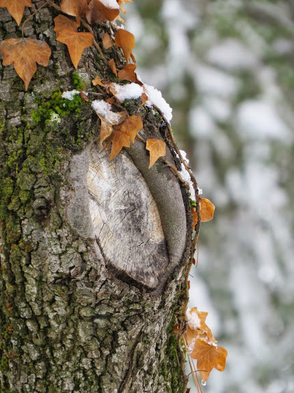 arbre saupoudré de neige