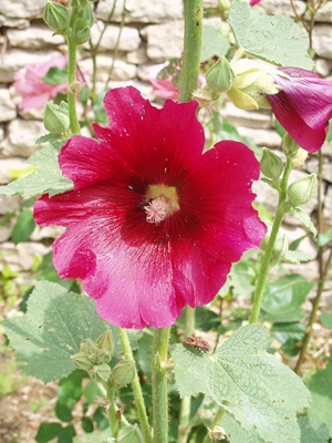 rose trémière