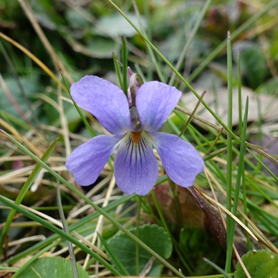 violette de printemps