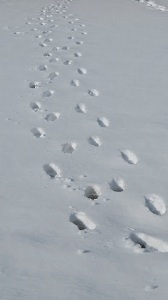 pas dans la neige