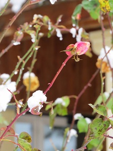 sous la neige