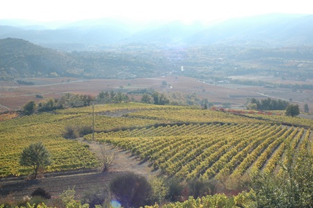 vignes dorées de l'automna